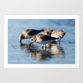 Dunlin Sandpipers | Bird | Wildlife Photography Art Print