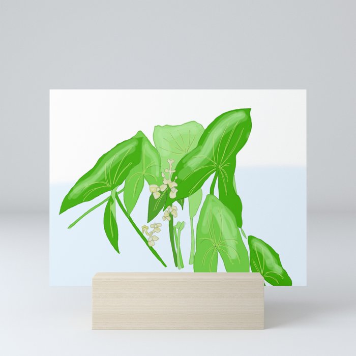Sagittaria latifolia Mini Art Print