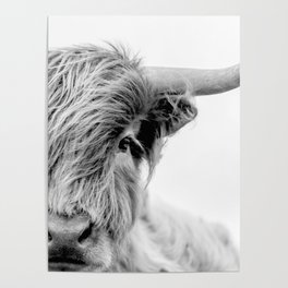 Highland cow greyscale close up  Poster