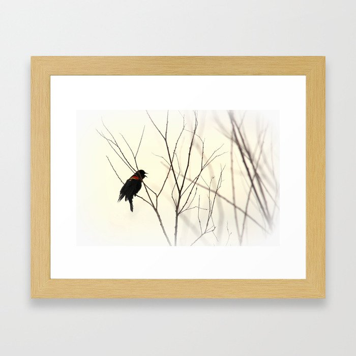 Solitary Blackbird Framed Art Print