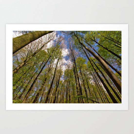 looking up to the trees in the forest Art Print