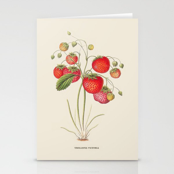 Strawberry Antique Botanical Illustration Stationery Cards