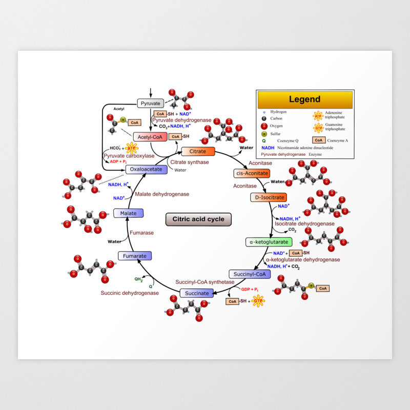Citric Acid Cycle Tca Cycle Krebs Cycle Diagram Art Print By Thearts Society6,What To Wear At A Funeral Men