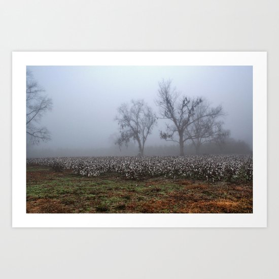 Foggy Cotton Field Art Print