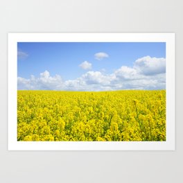 Yellow Flower Field Under Blue Cloudy Sky during Daytime Art Print