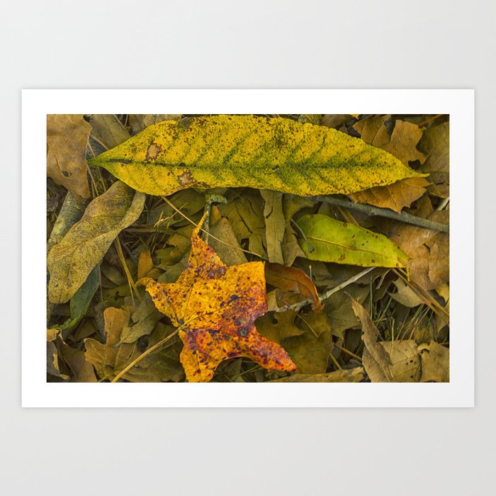 The Fall Collection Art Print