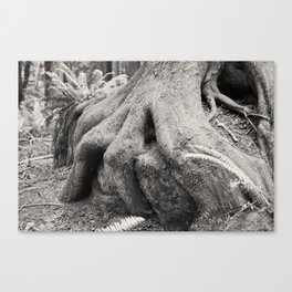 Old Growth Tree Roots Wizard Fingers Forest Woods Washington Northwest Boulder Geology Outdoors Land Canvas Print