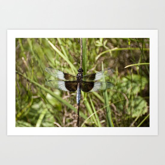 Dragonfly Art Print