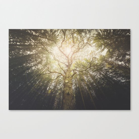 I found a tree in the forest Canvas Print