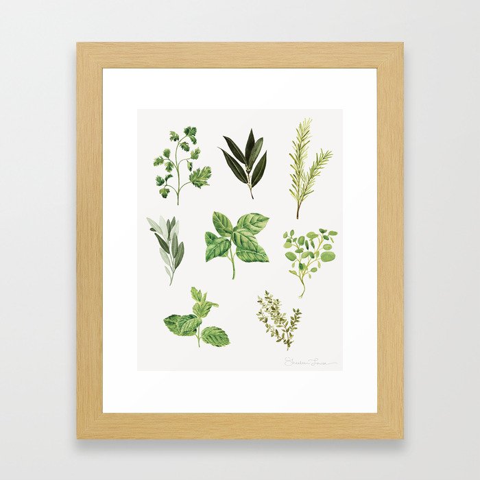 Delicate Herb Illustrations Framed Art Print