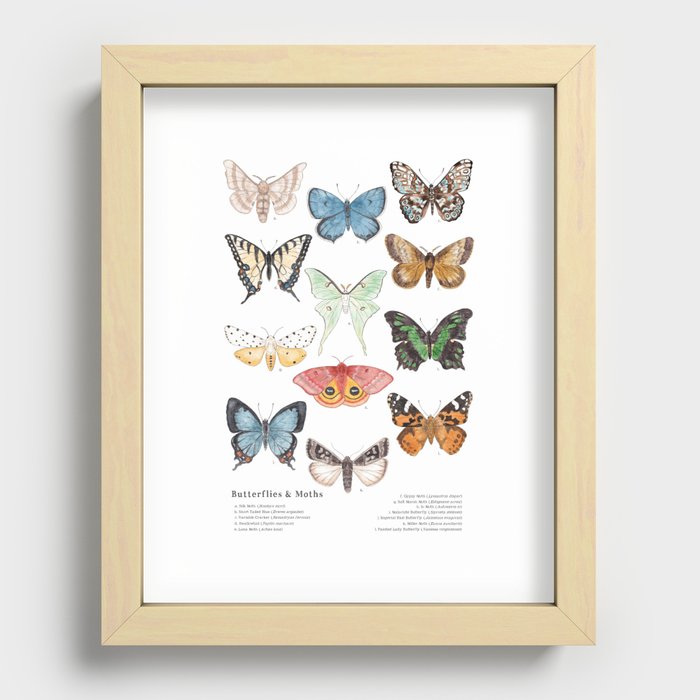 Butterflies & Moths Recessed Framed Print