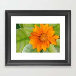 Orange Flower Framed Art Print