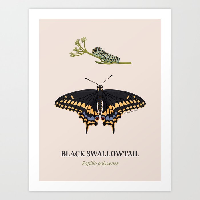 Black Swallowtail Art Print