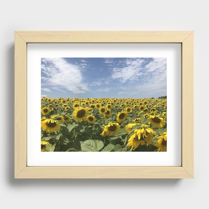 Field of sunflowers, Minneapolis photography series, no. 3 Recessed Framed Print