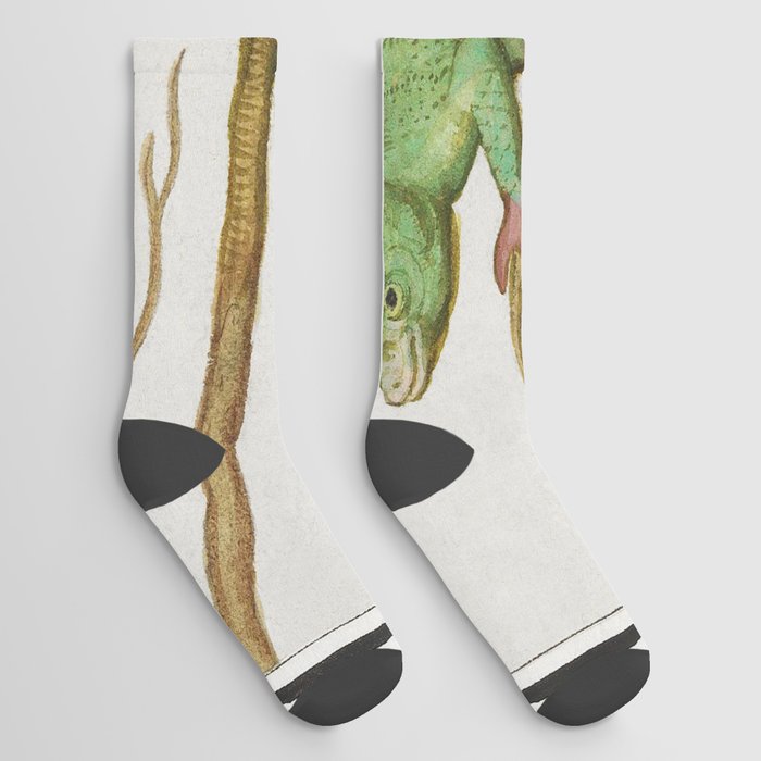 Chameleon, Chamaeleonidae Socks