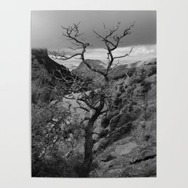 Withered Tree on Mountaintop - Big Bend Poster