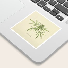 Vintage Botanical Print Cannabis Sticker By Hellcom Society6