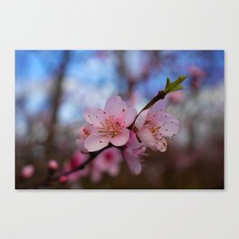 Spring Peach Blossom Canvas Print