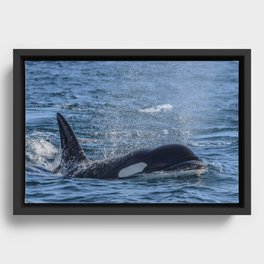 Killer Whale Framed Canvas