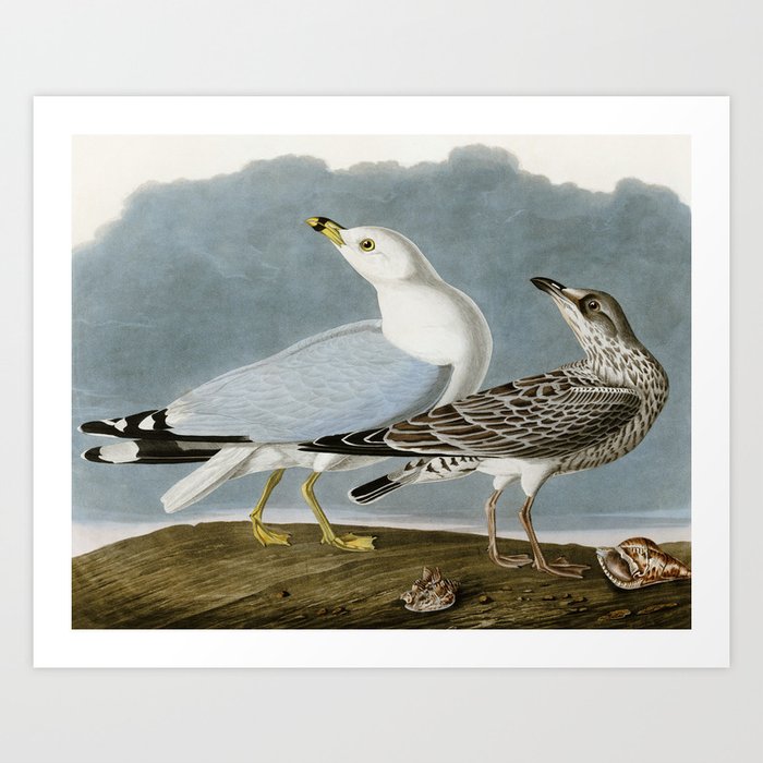 Vintage seagull dictionnaire page Imprimer image art bord de mer plage oiseau nautique