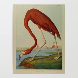 American Flamingo by John Audubon (1785 – 1851) Reproduction. Poster