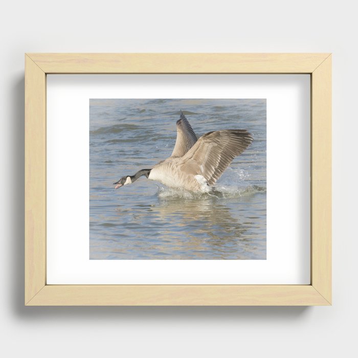 Canada Goose At The River Recessed Framed Print