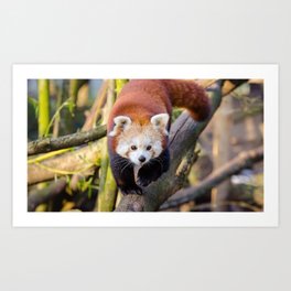 lesser panda red panda walk Art Print
