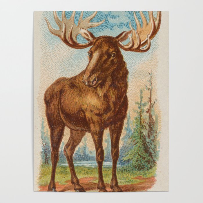 Vintage Illustration of a Moose (1890) Poster