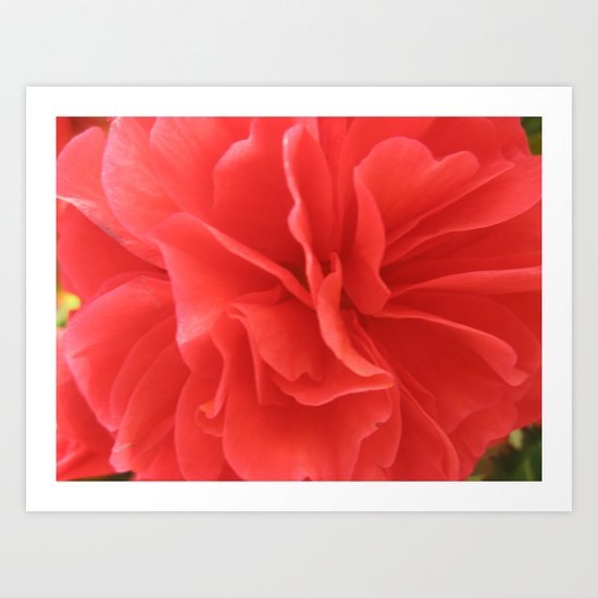 Petals Art Print