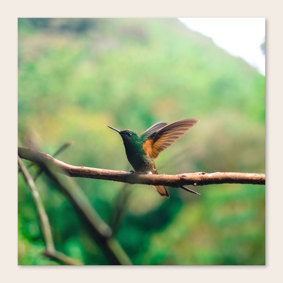 Hummingbird Canvas Print