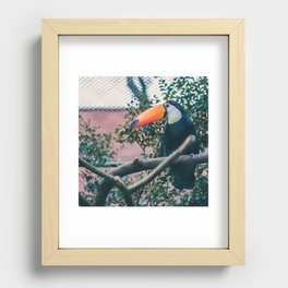 Brazil Photography - Toco Toucan Sitting On A Branch Recessed Framed Print