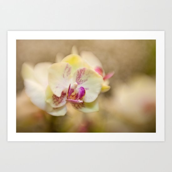 Finding Beauty Art Print