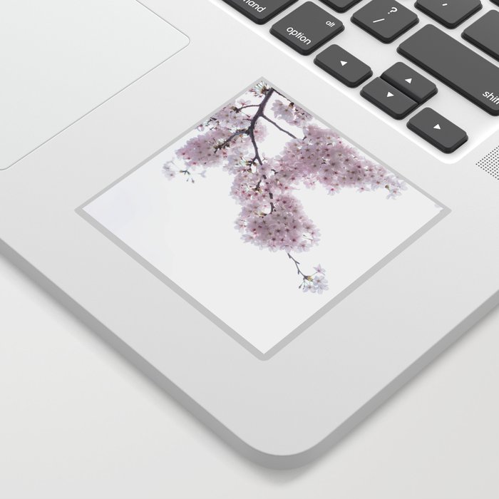 Cherry blossom sakura of Tokyo in Japan Sticker