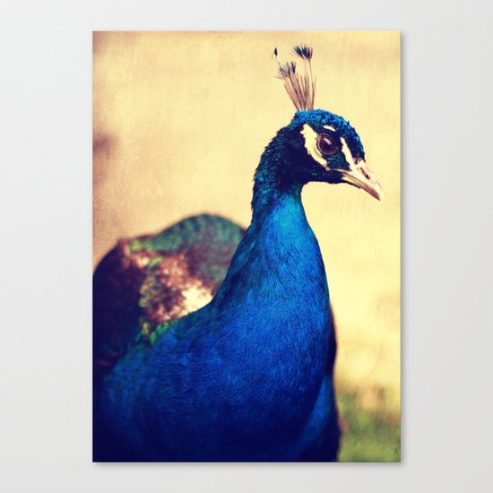 Peacock Canvas Print