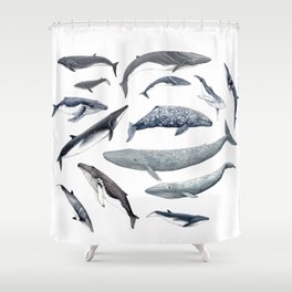 Whales all around Shower Curtain