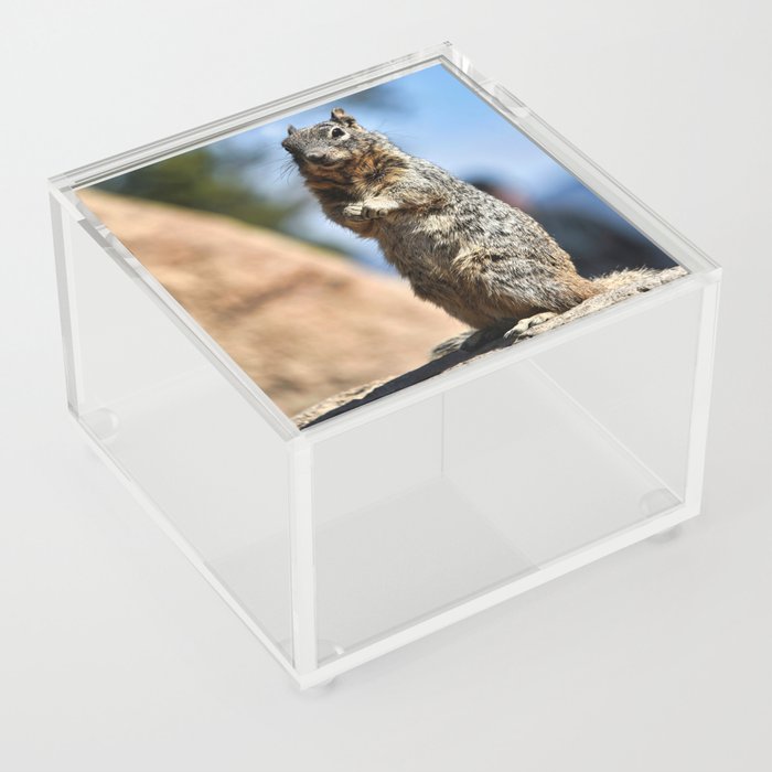 Squirrel portrait Acrylic Box