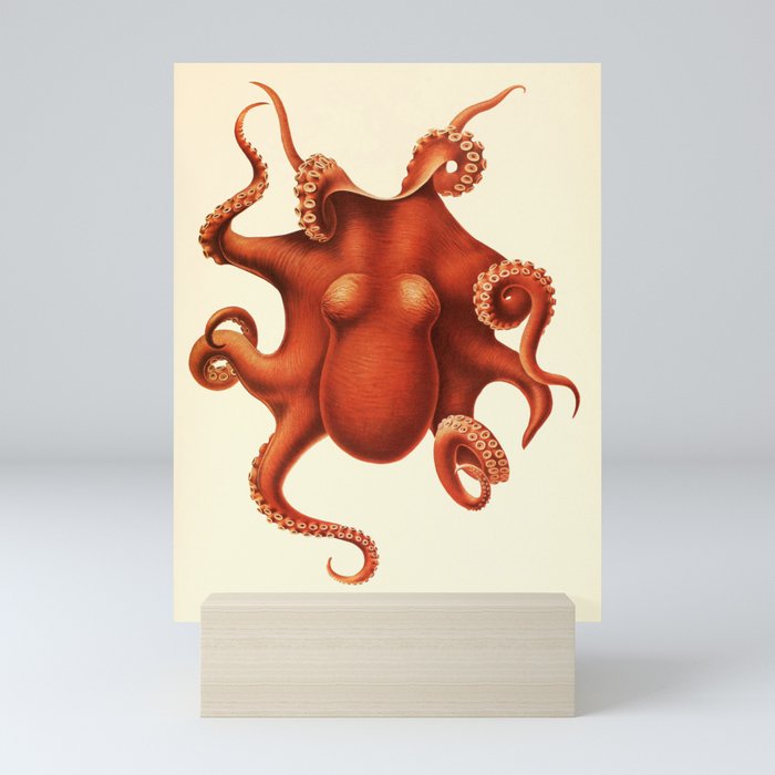 Art by Friedrich Wilhelm Winter from "Cephalopod Atlas" by Carl Chun, 1910 (benefitting Greenpeace) Mini Art Print