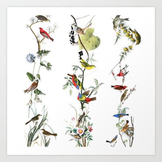 Birds - Art - Vintage - Pattern - Illustration - Nature Art Print