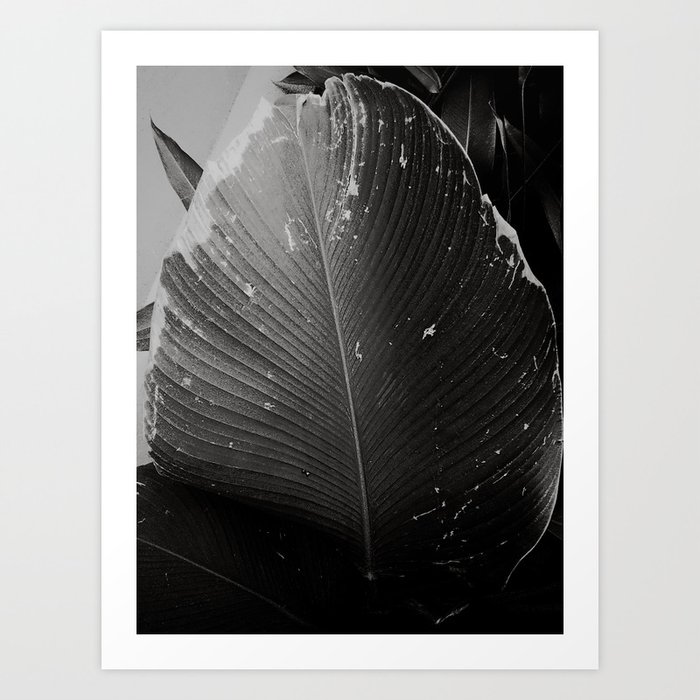Foliage - Black and White Art Print