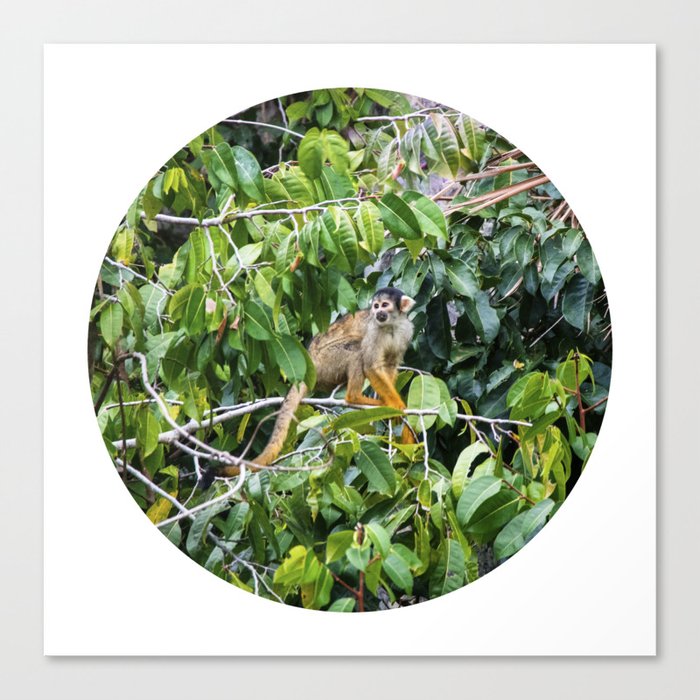 Monkey in a Tropical Jungle Circle Fine Art Print Canvas Print