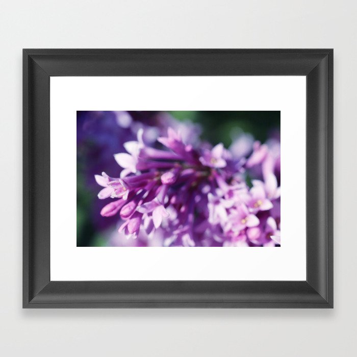 Lilacs close up Framed Art Print