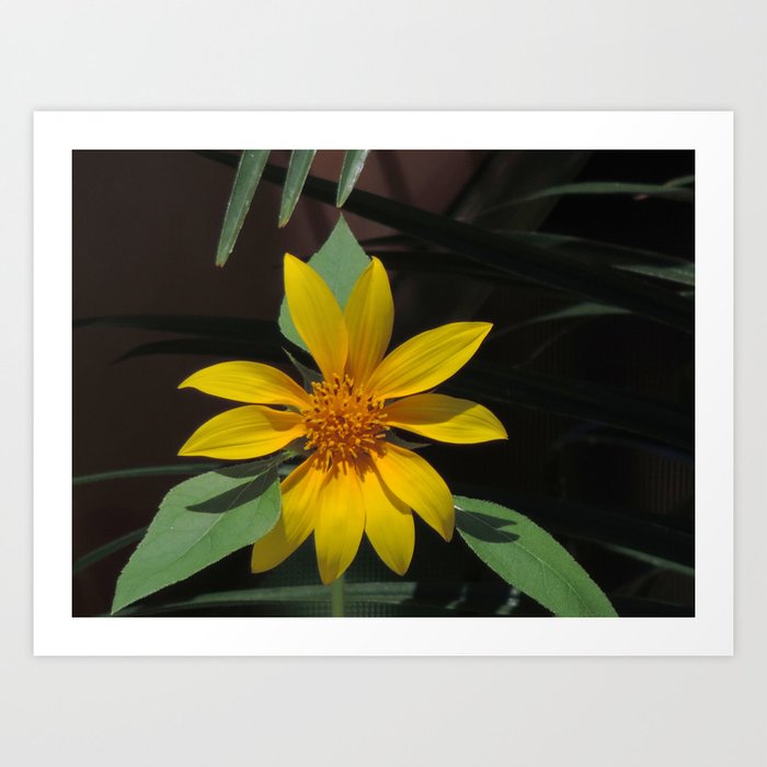 Black oil sunflower Art Print