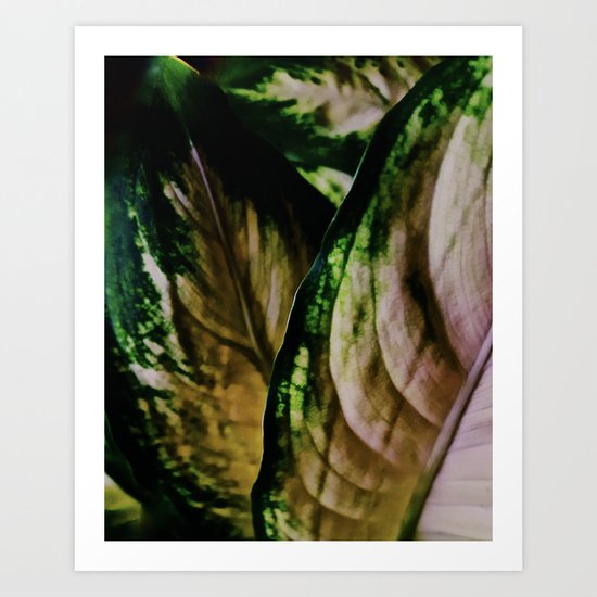 Lush Glow, Dieffenbachia Art Print