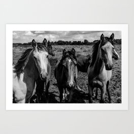 Group of young horses | landscape black and white Photography | framed art work  Art Print
