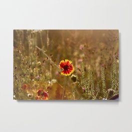 Magic Hour Metal Print | Wildflowers, Color, Michiganphotography, Fieldsofflowers, Mittenlove, Naturephotography, Michigan, Naturelovers, Macro, Digital 