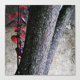 Urban tree with red leaves Canvas Print