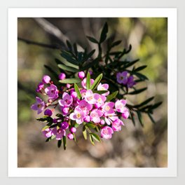 Small Pink Boronia Art Print | Boronia, Flower, Nature, Reserve, Campbell, Flowers, Australian, Cowan, Photo, Aussie 