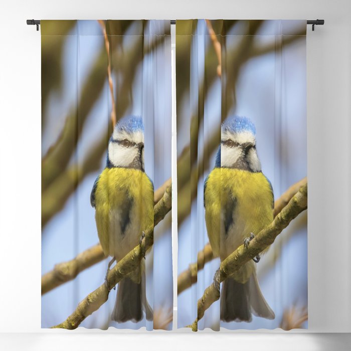 Blue Tit On Branch Eurasian Blue Tit Cyanistes Caeruleus Cute Little Bird Blackout Curtain By Allexxandarx