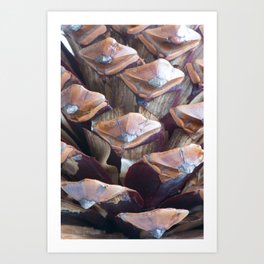 Macro of pinecone Art Print