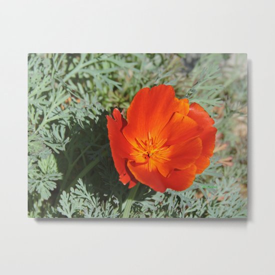 California Poppy Metal Print